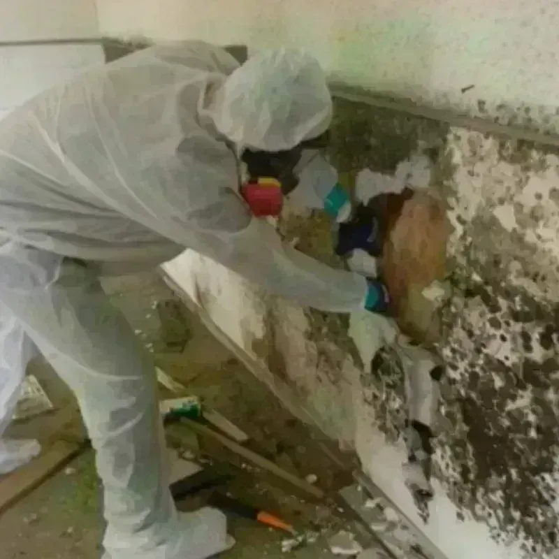 Mold Remediation and Removal in Apison, TN